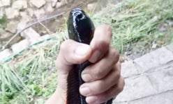 Trên một ngọn núi An Giang, nước suối chảy rào rào, có loài cá lạ, hễ câu được là đãi khách VIP, cá gì vậy?