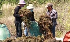 'Một loại rau' giàu khoáng chất ở Khánh Hòa, trước bán có lời, nay dân cực nhọc vớt lên bán lỗ vốn