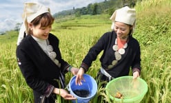 Lạ đời ở Tuyên Quang, cá chép chả nuôi ao, đem thả ruộng bậc thang, ai ngờ thành cá đặc sản