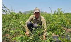 Xáo tam phân là cây gì, công dụng thế nào mà ở Gia Lai, cứ trồng 1ha dân thu hàng trăm triệu?