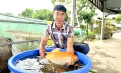 Nuôi thứ cá “sang chảnh” trong đầm, bán 5-10 triệu/con, một nông dân Hải Phòng giàu lên trông thấy