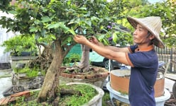 Trồng thứ cây cảnh đang hot, có cây cổ thụ, một nông dân Quảng Bình kiếm tiền tỷ, sắm xe hơi