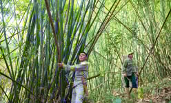 Cây lùng đạt chứng chỉ FSC lên giá, có từng nào bán cũng hết giúp dân nơi này ở Nghệ An thoát nghèo