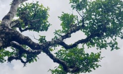 Ở một nơi của Hòa Bình, dân trèo lên cây cổ thụ hái thứ hoa này rồi ủ kiểu gì mà ra trà đặc sản?