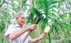 Vườn trồng 3 tầng cây, tưởng đâu trồng lung tung, ai ngờ ông nông dân Kiên Giang thu 2 tỷ
