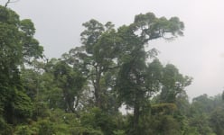 Một khu rừng ở Lào Cai thấy la liệt cây cổ thụ tuổi thọ hàng trăm năm, có cây đã 1.000 tuổi?
