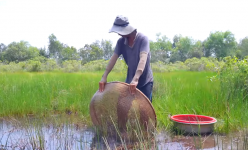 Ra đồng hoang ở Long An, dân xúc thứ cá xưa rẻ rề đem về làm kiểu gì mà bán thành đặc sản hút hàng?