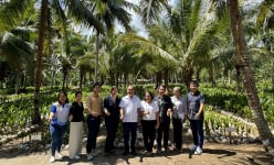 Tìm cách xuất khẩu dừa Việt Nam sang một trong những nước sản xuất dừa hàng đầu thế giới