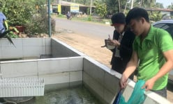 Nuôi loại cá đặc sản dày đặc ăn tốt như 'nhân sâm nước', một nông dân trẻ Đồng Nai thu tiền tỷ
