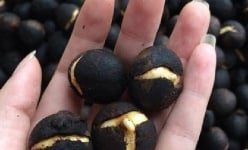 Quả này là quả gì mà nay thành 'hàng hót', giá tới 100.000 đồng/kg