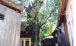Một làng cổ Bắc Ninh có trống sấm, cây cổ thụ gần 600 năm tuổi, dãi dầu mưa nắng vẫn 'sinh con đẻ cái'