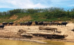 Ở một nơi của TT-Huế, dân vô rừng 'thuần hóa' chính loài vật mà xưa vốn là con vật nuôi trong làng