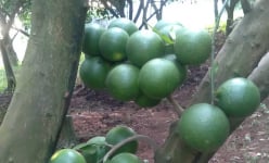 Đây là nông dân đầu tiên ở vùng Cao Phong của Hòa Bình có tài 'bắt' cây cam mọc quả ở thân