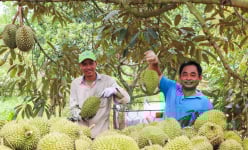 Thứ 'Cây tiền tỷ' ra loại quả ngon ở một huyện của Bà Rịa-Vũng Tàu tăng giá tốt, nhà nào cắt bán là 'hốt bạc'