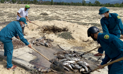 Tôm hùm chết, cá to bự chết la liệt, một vùng biển ở Phú Yên lặng như tờ, dân thất thần như mất của