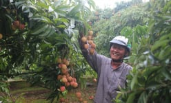 Vô vườn một xã ở Hải Phòng mát rười rượi, bẻ loại quả ngon bóc vỏ cắn một miếng ngọt chân răng