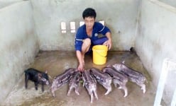 Đây thứ con đặc sản dễ như ăn kẹo, chả tốn tiền mua cám bã, anh nông dân An Giang bán 130.000 đồng/kg