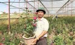 Đưa loại cây là chúa tể các loài hoa vô trồng chậu, ông nông dân Lâm Đồng này thu tiền tỷ