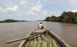 Ngồi ghe vượt một dòng sông nổi tiếng ở Long An đi cắt lá trời mọc bàn ngàn, vậy lá trời là lá cây gì?