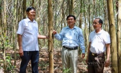 Quảng Trị trồng rừng bán tín chỉ carbon, nông dân Thừa Thiên Huế lại giàu lên nhờ sản xuất hữu cơ