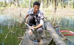 Nuôi một loài đặc sản thịt ngon ngọt dưới tán rừng ở một nơi của Kiên Giang, bắt hàng tấn, bán đắt tiền