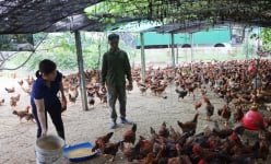 Cả làng ở Hà Tĩnh nuôi gà chạy trên cát, bán vài ngàn con hết veo, nhà nào nuôi nhà đó khá giả