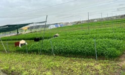Nhiều HTX xây dựng chuỗi liên kết sản xuất, tiêu thụ sản phẩm rau, củ, quả an toàn, thu tiền tỷ ở TP.HCM