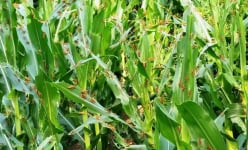 Châu chấu tre 'tàn phá' cây nông nghiệp của 11 tỉnh phía Bắc, Bộ NNPTNT chỉ đạo phòng, chống