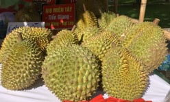 Giá sầu riêng ngày 13/6: Trồng sầu riêng theo mã số vùng trồng, nông dân khó ban đầu, lợi về sau