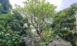 Một cây cổ thụ kỳ bí mọc trên khối đá khổng lồ cạnh chùa Thượng ở Ninh Bình