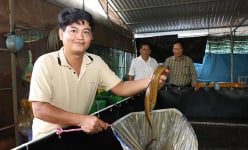 Nuôi con đặc sản trên cạn, lấy tay bốc lên toàn con to bự, một ông nông dân Bà Rịa-Vũng Tàu bán 100.000 đồng/kg