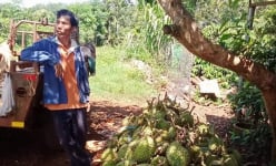 Một trận giông lốc quét qua, vườn sầu riêng đang sắp thu hoạch cho nông dân Đắk Nông rụng la liệt