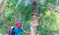 Loài cây cổ thụ này mọc trên một ngọn núi của An Giang ai cũng biết tên mà chả biết tuổi, gốc như hóa đá