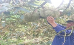 Mạnh dạn chuyển đổi cơ cấu cây trồng, một nông dân Sóc Trăng phát tài nhờ trồng thành công 'cây tiền tỷ'