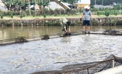 Nuôi loại 'cá tàu ngầm' trong ao ở Lâm Đồng, thấy nổi lên toàn con to bự thế này đây