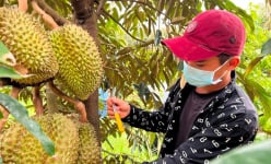 Độc lạ Bình Thuận: Nghề nghe tiếng 'bộp bộp' hay 'boong boong', ngửi mùi loại quả lắm gai kiếm tiền triệu mỗi ngày
