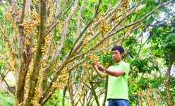 Ngọn núi này ở An Giang dân đang trồng loại cây, trái treo đếm chả xuể, dân mua ăn rồi tiện đi ngắm mây