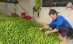 Thứ cây lá thơm, quả chả có hạt này trồng thành công ở Tây Ninh, dân bẻ đến đâu thương lái mua đến đó