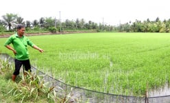 Con động vật quái ác này đang rình phá hoại lúa, ngành chức năng Trà Vinh kêu gọi cả cộng đồng diệt trừ