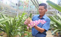 Một ông tỷ phú nông dân ở Đắk Lắk trồng hoa lan, trồng cây cảnh cho doanh thu 10 tỷ/năm