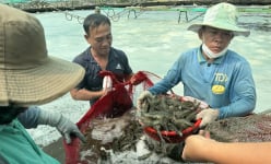 Bà Rịa-Vũng Tàu: Rõ khổ, con vật nuôi chủ lực tụt giá, đến một nông dân xuất sắc cũng kêu 'hổng trụ nổi'