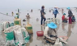Vùng đất này ở Bến Tre đang nuôi một con vật chả phải cho ăn, lần thứ 3 đạt chứng nhận quốc tế quan trọng