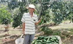 Loại quả ngon này ở một huyện của Lâm Đồng đang bán chật vật, ngành chức năng khuyến cáo điều gì?
