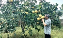 Phong trào thi đua sản xuất, kinh doanh giỏi tạo động lực để nông dân Tân Lạc làm giàu