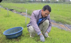 Loại rau dại mọc rậm rì trên đất nhiễm mặn, một nông dân Nghệ An trồng thành công, hễ bán là hết, thu tiền tỷ