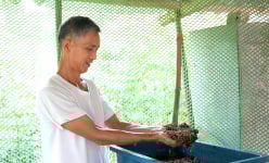 Nuôi gà, nuôi sâu canxi, nuôi giun trùn quế, nông dân thu lợi kép, vì sao nhiều người đang đến xem?