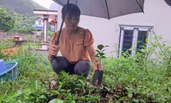 Loại rau đặc sản lấy từ rừng về vườn, chị nông dân Hòa Bình trồng thành công, bất ngờ thu tiền tỷ 