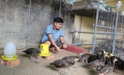 Ở một phường của Cần Thơ có anh nông dân nuôi heo lãi to, nuôi một con động vật lạ lãi cũng lớn