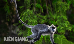 Một loài động vật hoang dã bị đe dọa tuyệt chủng ở Kiên Giang, mưa đầu mùa là nhảy xuống tìm nước uống, thức ăn