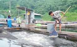 Ở một cái hồ nước ngọt khổng lồ trên Hòa Bình, dân vợt lên cá to bự, làm du lịch đang hút khách